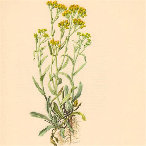 Helichrysum Materia Aromatica