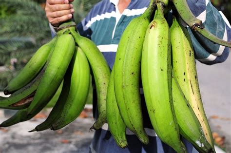 Be the first to review pisang barangan cancel reply. Pisang Tanduk (Rhinohorn Banana) | BANANA , PISANG ， 香蕉 ...