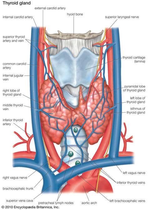 Thyroid Gland Anatomy Britannica
