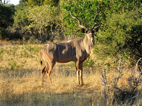 Premium Photo The Deer On The Safari In Chobe National Park Botswana