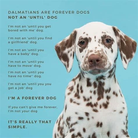 According to the fda, the pet food contained potentially fatal levels of a toxin called aflatoxin that is produced by the mould. Moen Lake Dalmatians - Posts | Facebook
