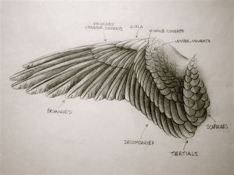 Hawk Wings Drawing At Getdrawings Free Download