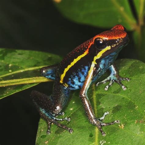A Dart Poison Frog Dendrobatidae Endemic To The Andean Slopes Of Peru
