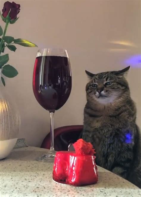 This Sad Looking Cat Staring At A Glass Of Wine R Captionthis