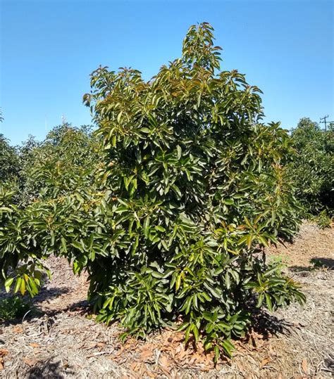The Hass Avocado Tree A Profile Greg Alders Yard Posts Southern