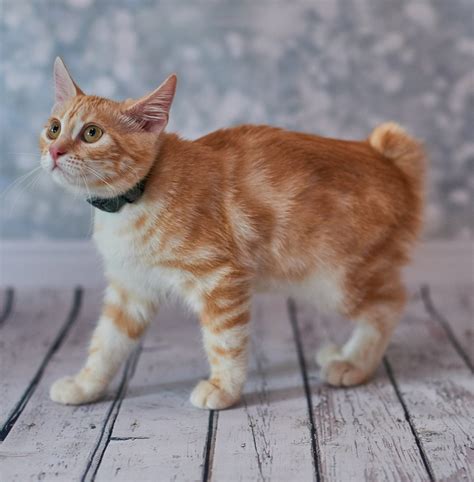 American Bobtail Cat Are They The Best Short Tailed Pet Kitty