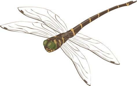 Dragonfly Png Transparent Image Download Size 2582x1628px