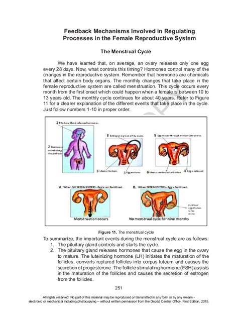 Essay On Female Reproductive System