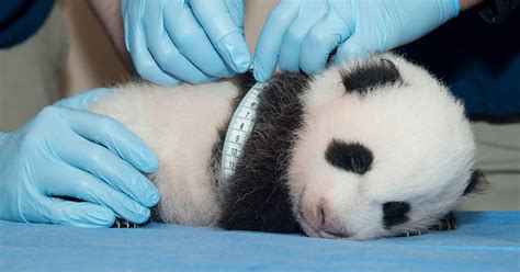 National Zoo Panda Cub Meet Bao Bao Wtop