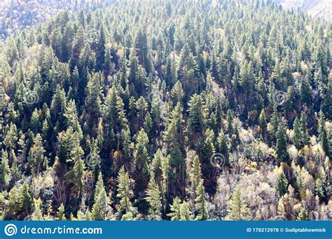 Aerial View Over Green Pine Tree Forest Canopy On Himalayas Mountain