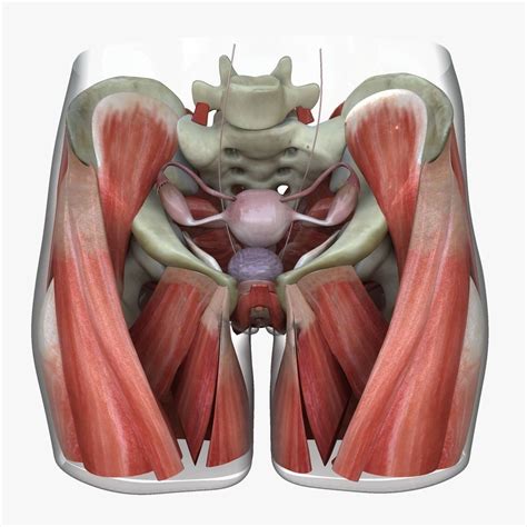 Detailed Female Reproductive System Medical Edition D Model Cgtrader