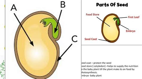 Parts Of Seed Youtube