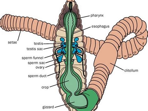 Earthworm Dissection Diagram Labeled