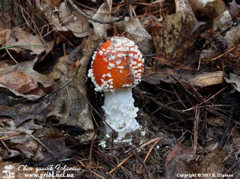 Світ грибів України Amanita muscaria Мухомор червоний