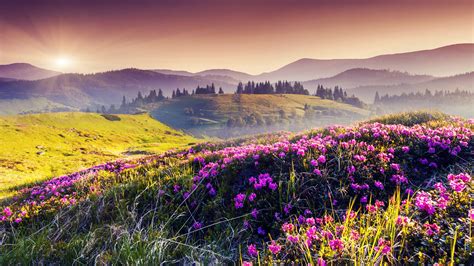 Nature Spring Hills Flowers Trees Sun Wallpaper Nature And