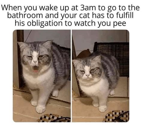 Very Dumb Cat Memes Purr Fect For Wasting Time Funny Cat Memes Funny