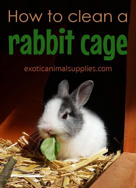 Hold the rabbit still on your lap. How to clean a rabbit cage , #Cage #Clean #rabbit | Pet ...