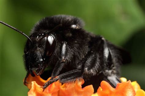 Black Bumble Bee Insect