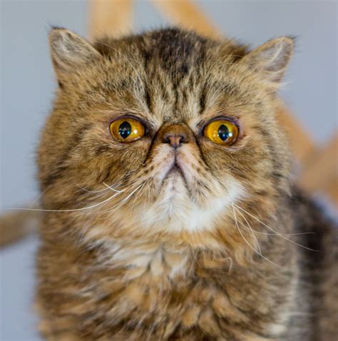 Exotic Shorthair - Animals For Hollywood