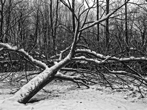 Fallen Tree Removal The Facts Bandr Tree Service Bandr Tree Service
