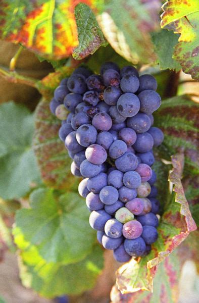 A Bunch Of Pinot Noir Grapes In A Chambertin Grand Cru Vineyard In