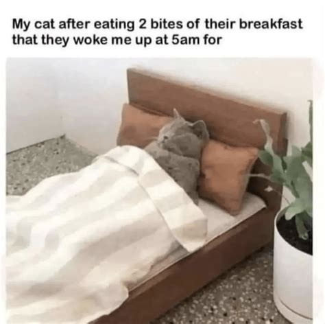 20 Wholesome Cat Memes For The Homebody Cat Lovers Who Wish They Were At Home With Their Cats