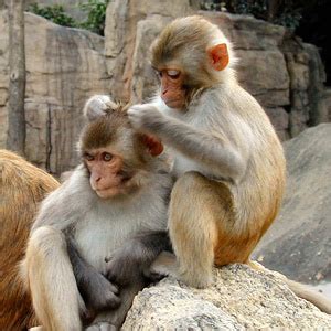 Social Grooming in Primates