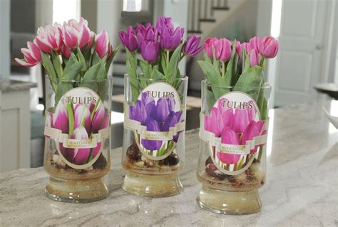 Bloom Maker Bulb Forcing Vases Tulip Bulbs Tulips Floral