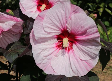 Perfect Storm Hibiscus Plant Care And Growing Guide