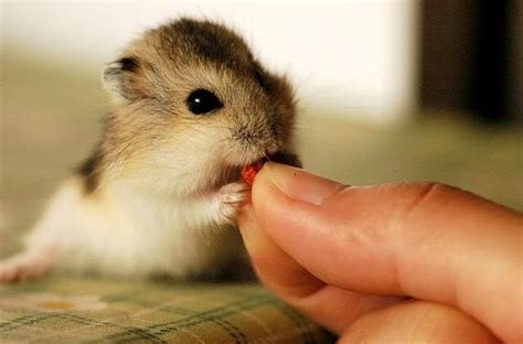 Baby Dwarf Hamster Cute Hamsters Cute Funny Animals Baby Hamster