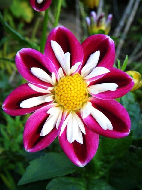 6 Most Peculiar Dahlia Varieties Rare Flowers Beautiful Flowers