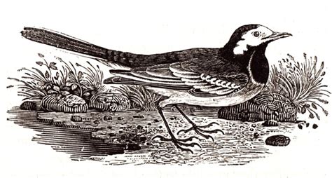 Trogtrogblog Bird Of The Week Pied Wagtail