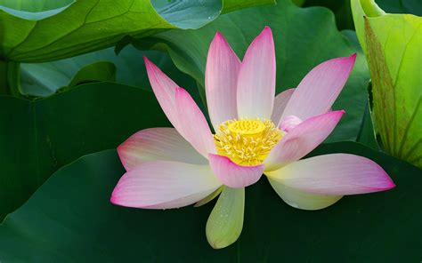 4k Water Lily Wallpapers High Quality Download Free