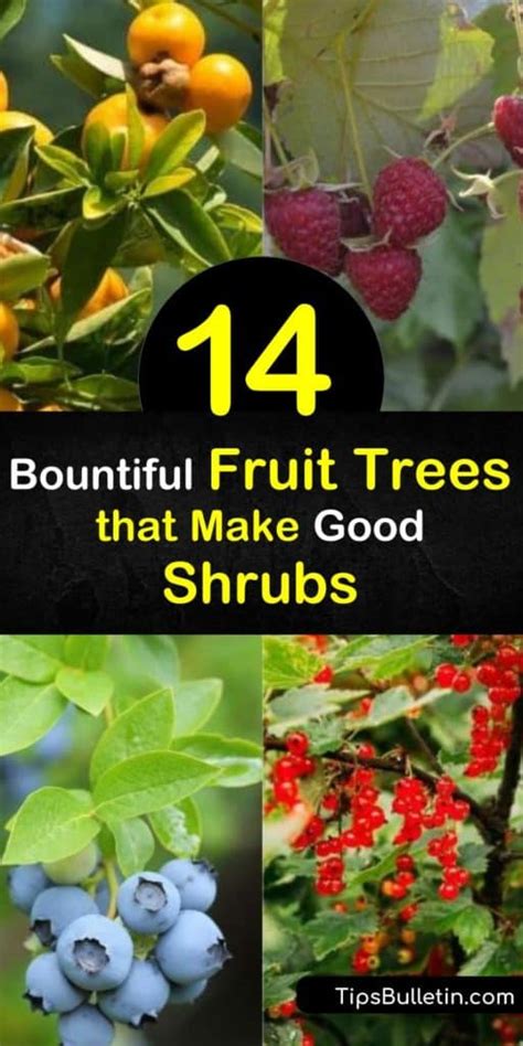 14 Bountiful Fruit Trees That Make Good Shrubs