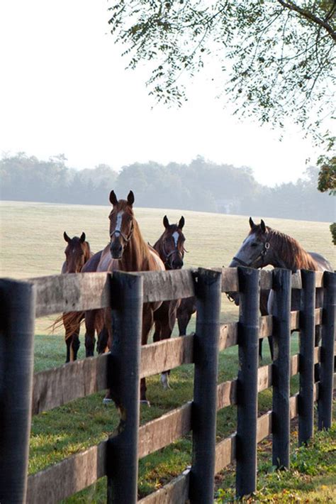 Explore Lexington Kentucky Victoria Country Scenes Horse Farms