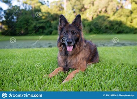 Long Haired Red And Black German Shepherd Dog Outdoors On Green Grass
