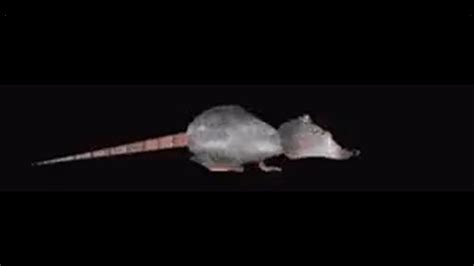 Spinning Giant Rat Jerma985 Youtube