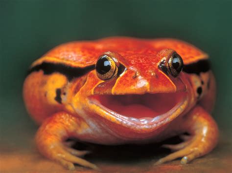 Photo Gallery Colorful Frogs