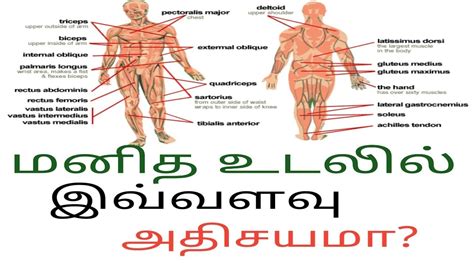 Skull, temple, ear, forehead, face, adam's apple , shoulder, nipple, breast, armpit, thorax, navel, abdomen, pubis, groin, knee, foot, toe, ankle, instep. Fruit: Human Body Parts And Their Functions In Tamil