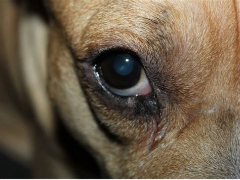 My Dog Has A Red And Swollen Eye 10 Causes And Treatments