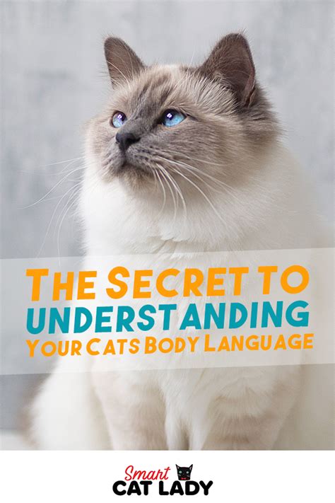 The Secret To Understanding Your Cats Body Language Cat Body Cat