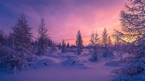Winter Snow Forest Purple Sunset Trees Snowdrift Nature Wallpaper Nature And Landscape