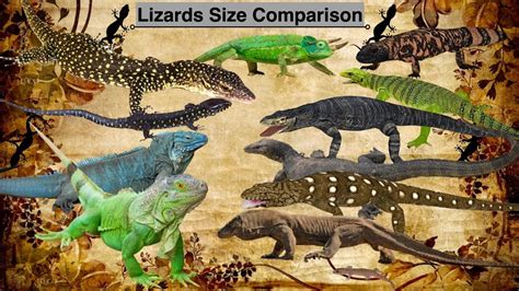 Lizards Size Comparison Youtube