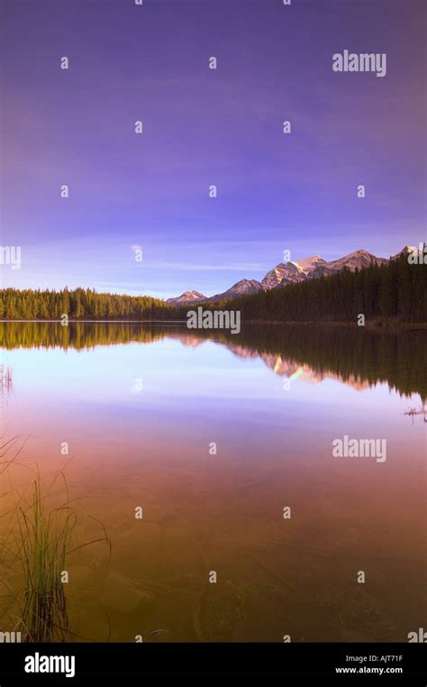 Scenic Reflection Herbert Lake Banff National Park Alberta Canada