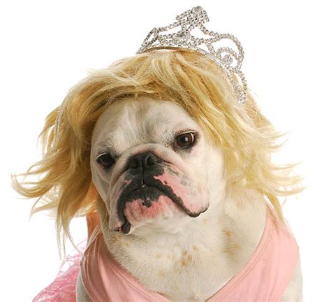 Ugly Dog Stock Photos Pictures And Royalty Free Images Istock