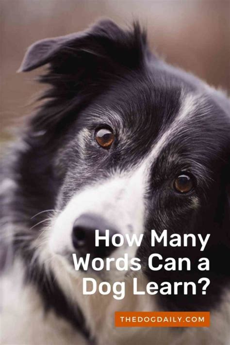 Teaching Your Dog Words The Dog Daily