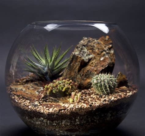 A cactus is a survivor that adapts to a wide range of conditions. Where can I get terrarium plants in chennai? - Quora