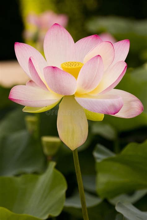 The Lotus Flower Nelumbo Nucifera Stock Photo Image Of Lotus