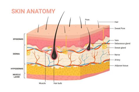 Skin Layers Structure Anatomy Diagram Human Skin Infographic