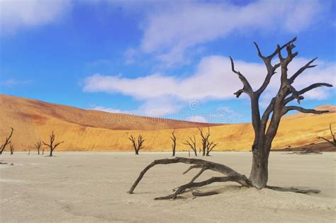 Trees And Landscape Of Dead Vlei Desert Namibia Stock Photo Image Of